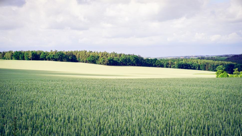 Free Image of Green Farmland  