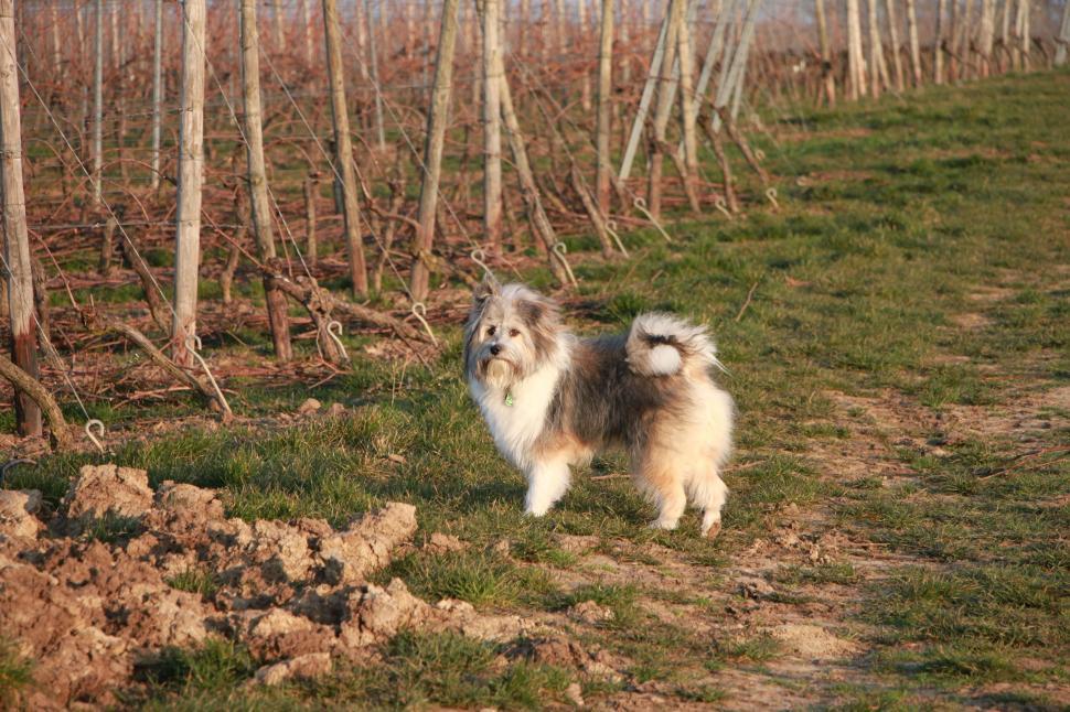 Free Image of Dog on vineyard  