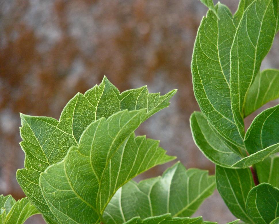 Free Stock Photo of Close Up of Green Plant With Leaves | Download Free ...