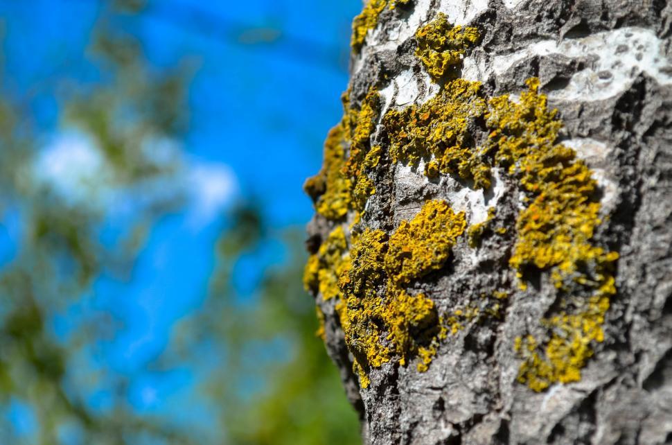 Free Stock Photo of Tree Bark Algae | Download Free Images and Free ...