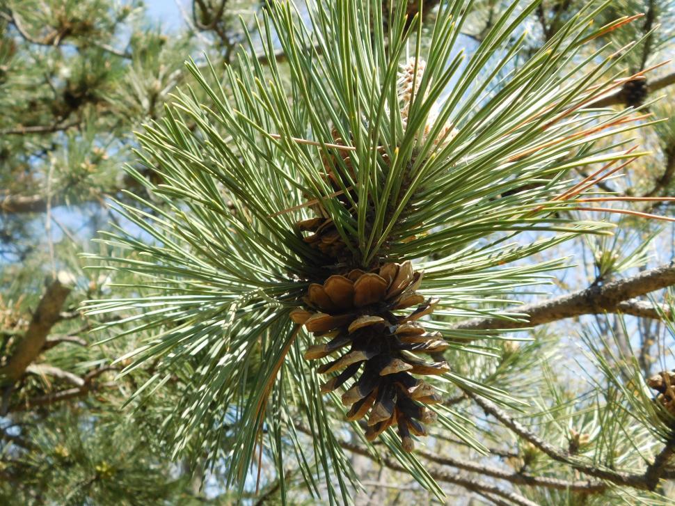 Free Stock Photo of Pine tree | Download Free Images and Free Illustrations