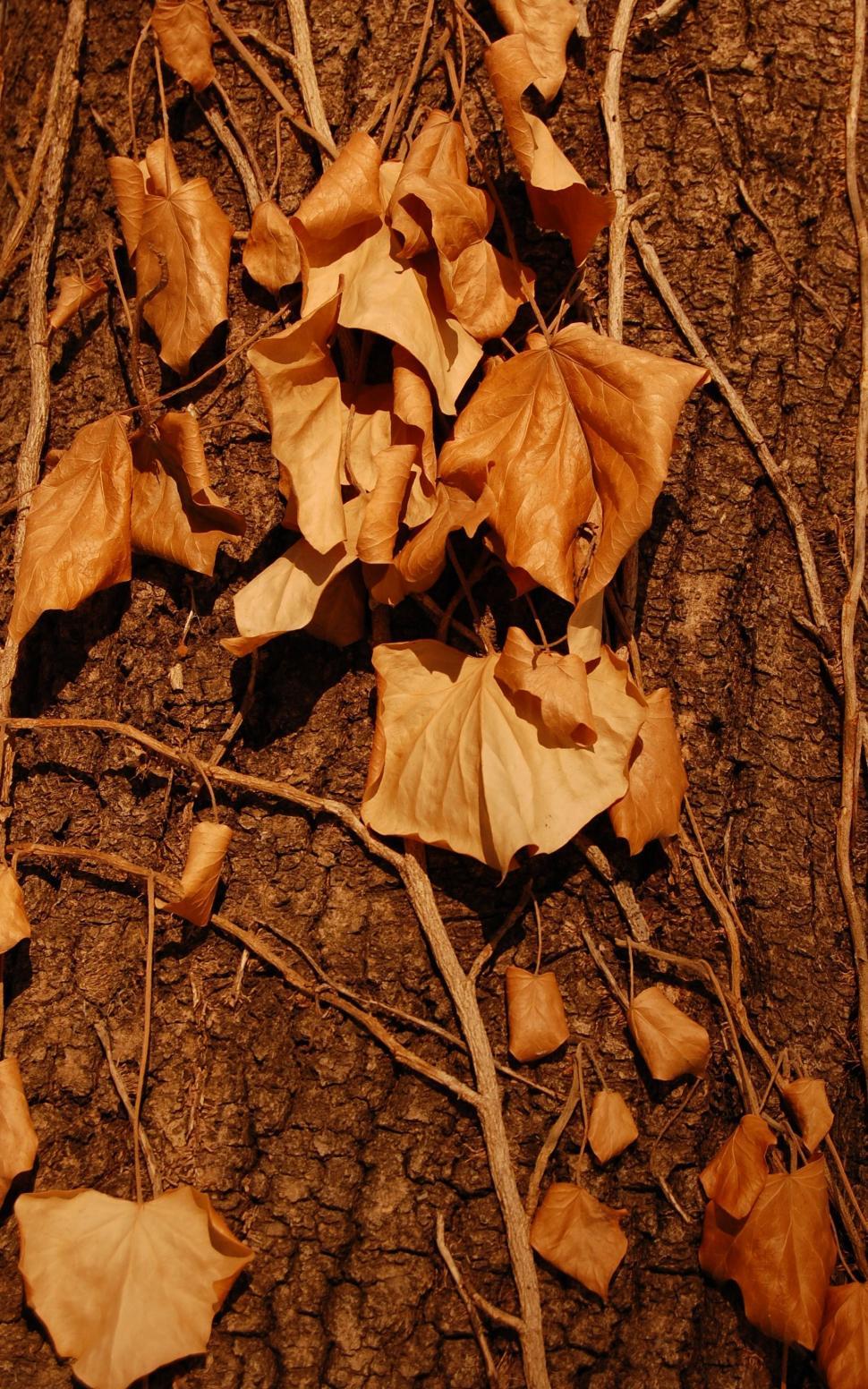 Free Image of Autumn Leaves  