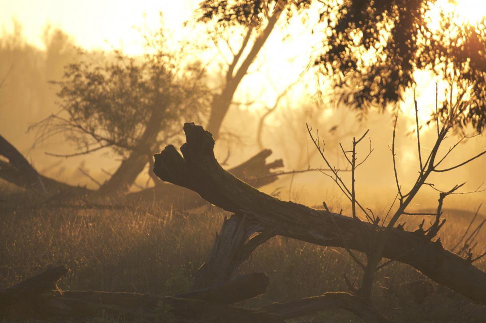 Free Stock Photo of Fallen Trees and sunlight | Download Free Images ...
