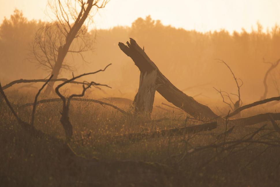 Free Stock Photo of Fallen Trees | Download Free Images and Free ...