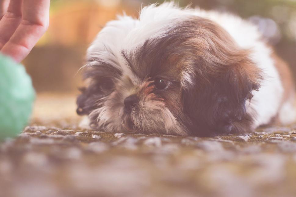 Free Image of Dog and Toy  