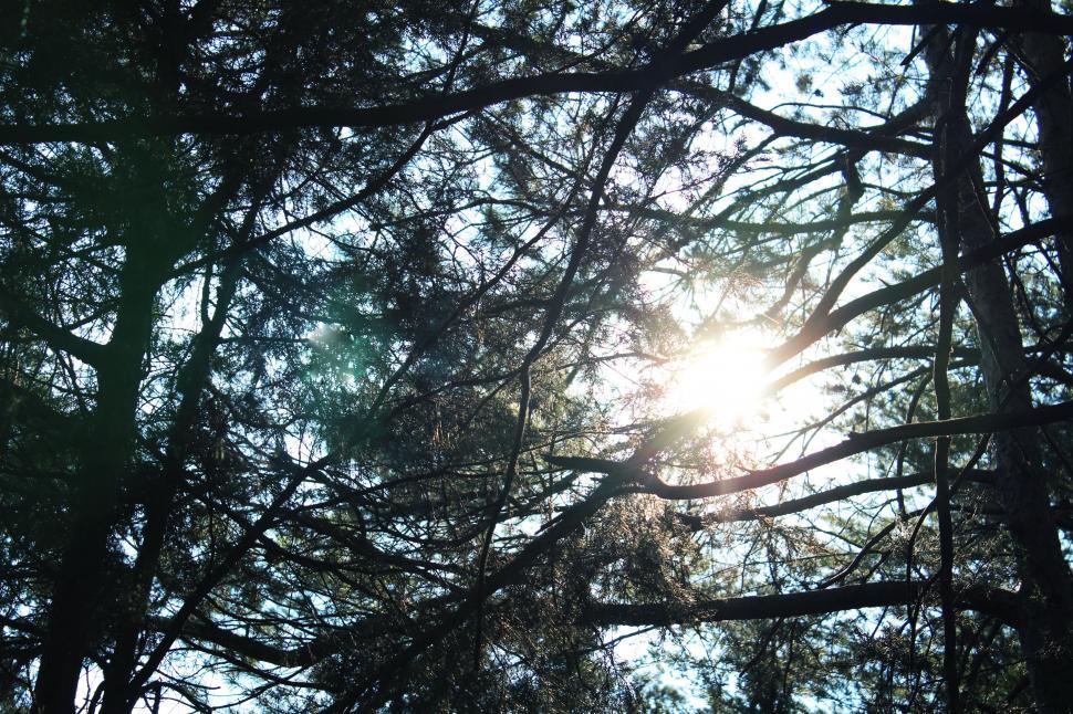 Free Image of Trees and Sun glaring 