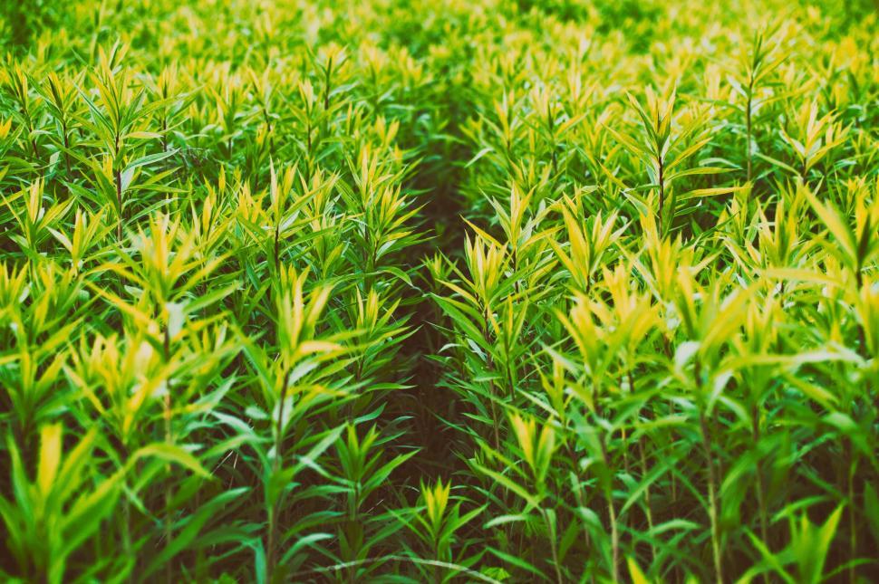 Free Image of Long Green Grass  