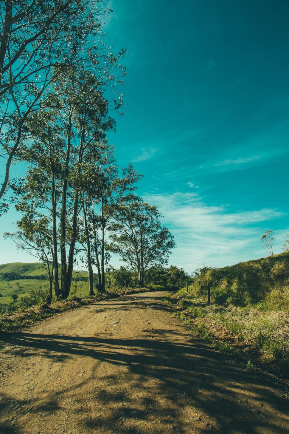 Free Stock Photo of Forest Path and trees | Download Free Images and ...