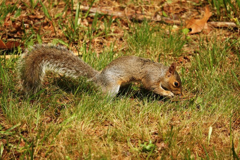 Free Image of Squirrel 
