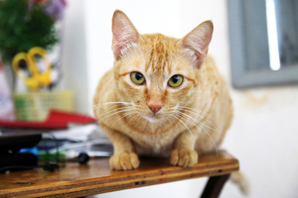 Free Image of Cat - Eye Contact  