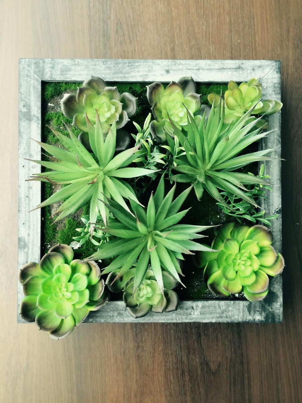 Free Image of Succulent Plants 