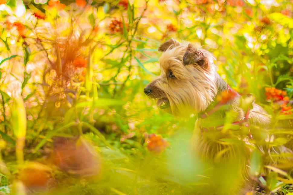 Free Image of Puppy Dog  