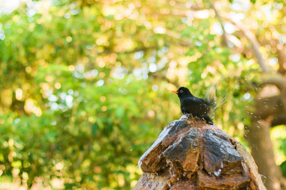 Free Image of Wet Black Bird  