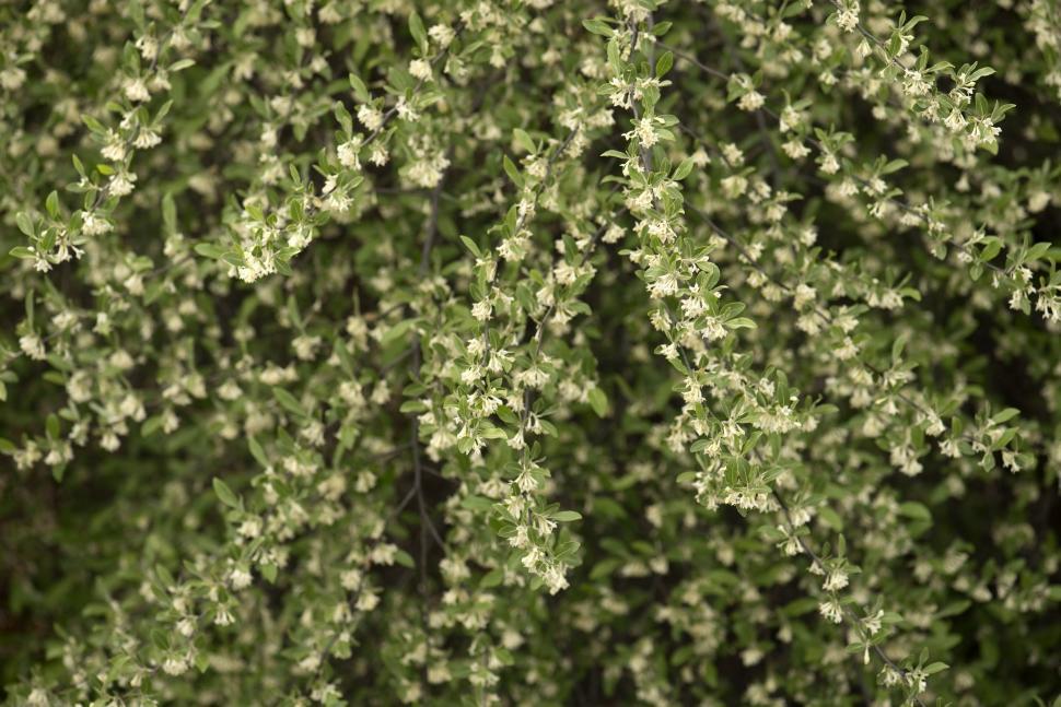 Free Image of Tiny White Flowers  
