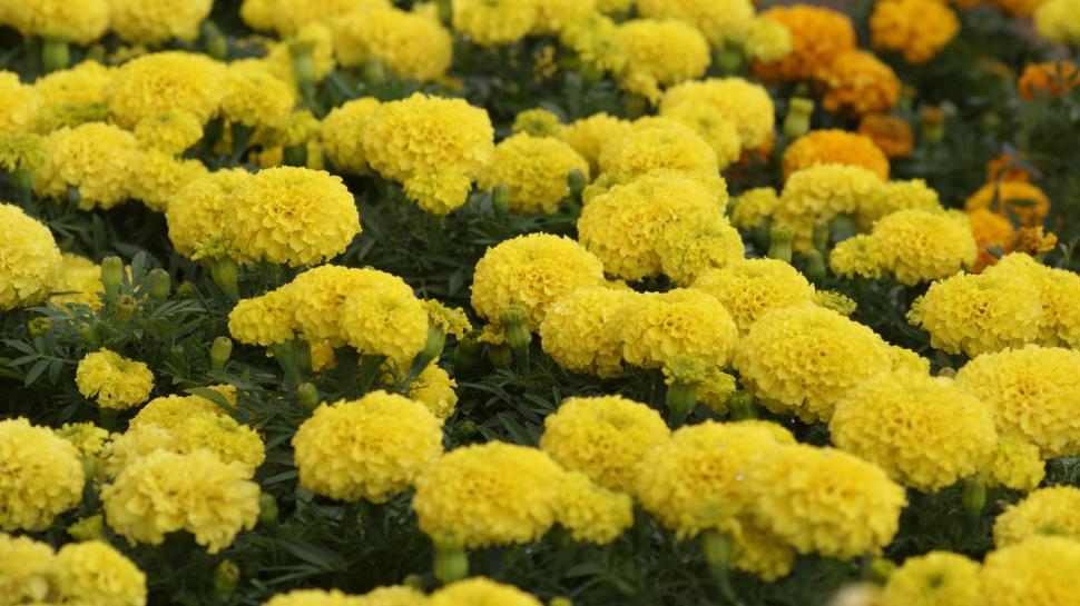 Free Image of Yellow Flowers  