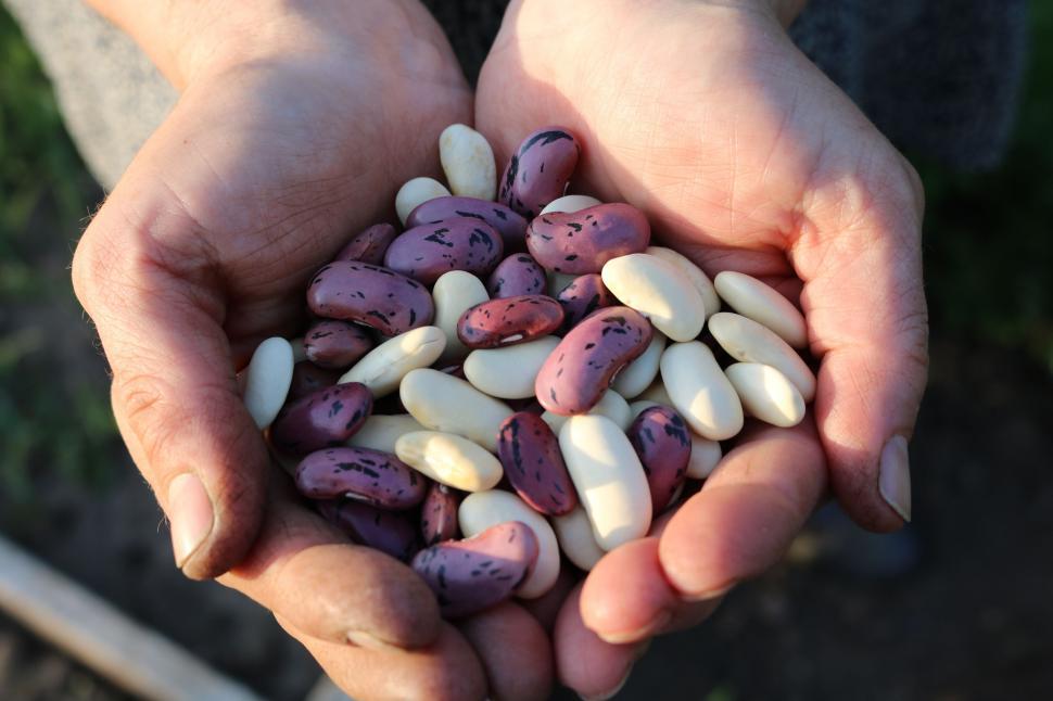 Free Image of Runner Beans  