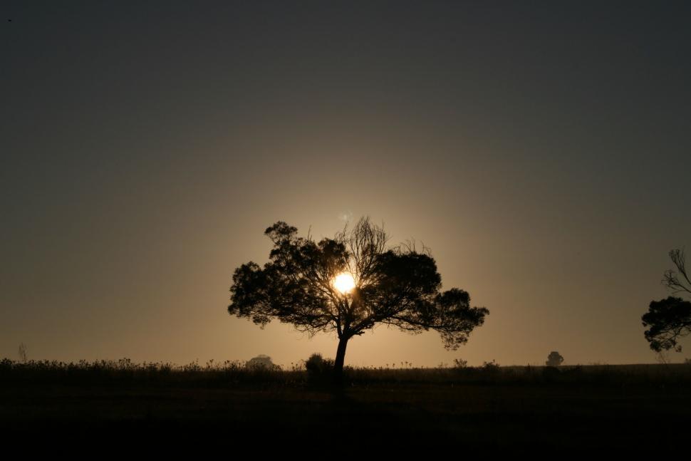 Free Image of Tree Silhouette with Sun 