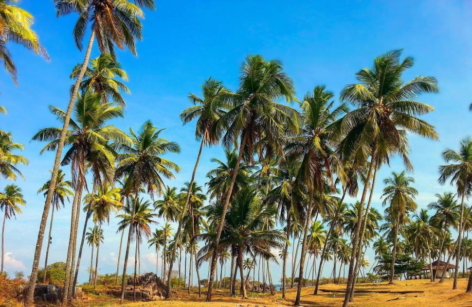 Free Stock Photo of Palm Trees | Download Free Images and Free ...