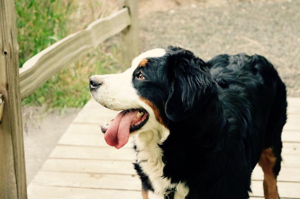 Free Image of Black and white Dog  