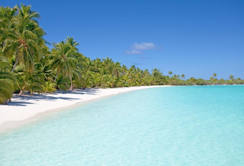 Free Image of Palm Trees on Beach  