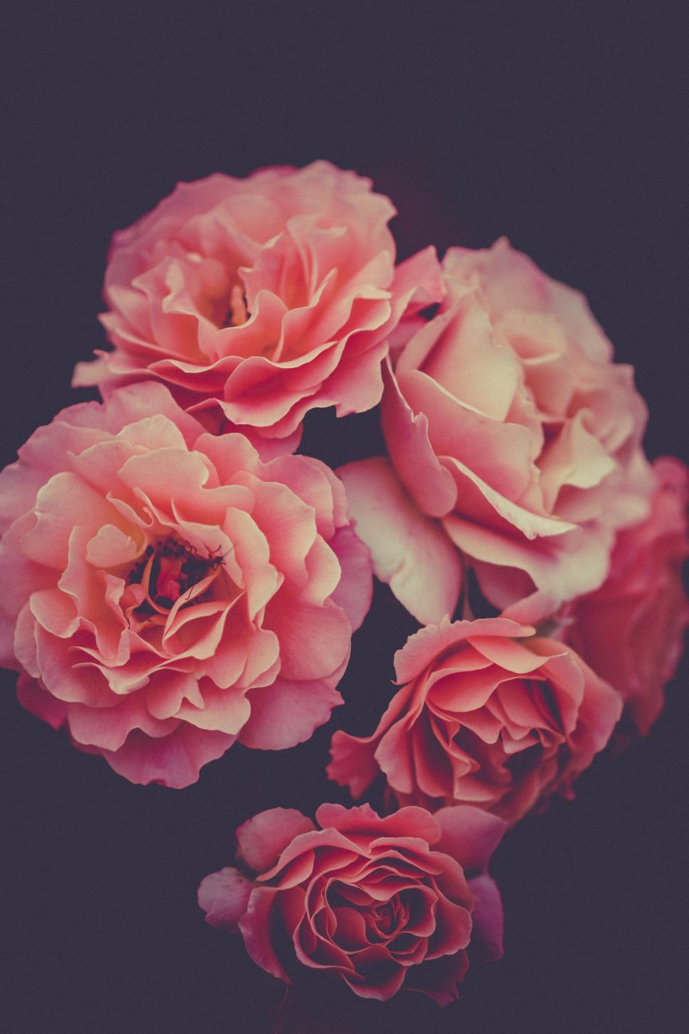 Free Image of Red Roses  