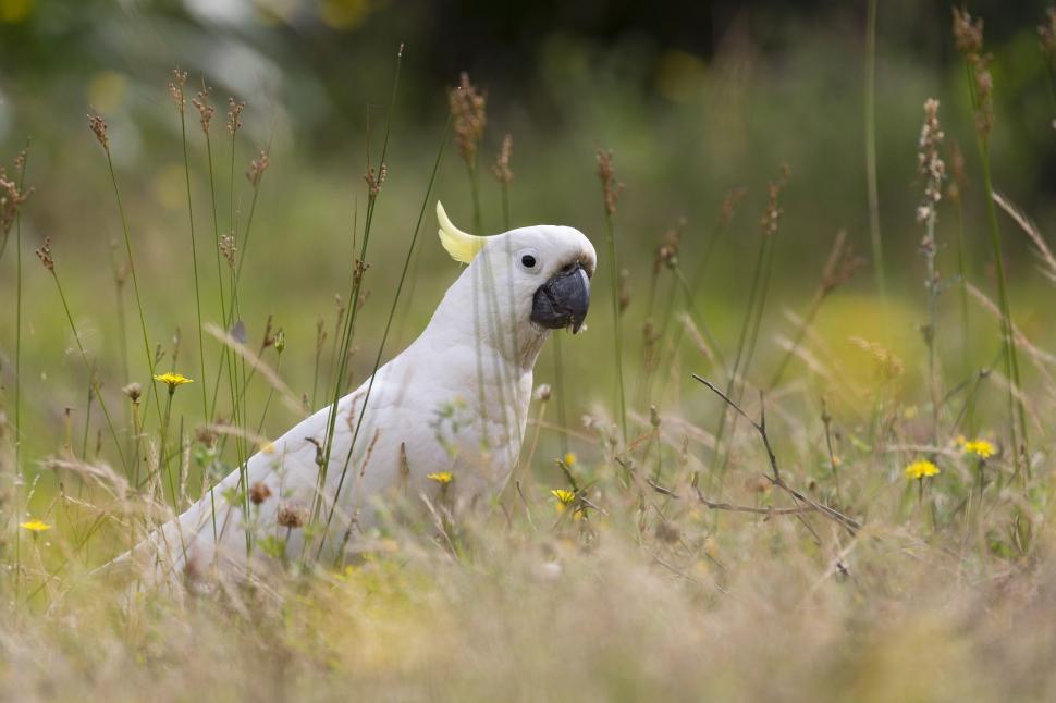 Free Image of One Cockatoo bird  