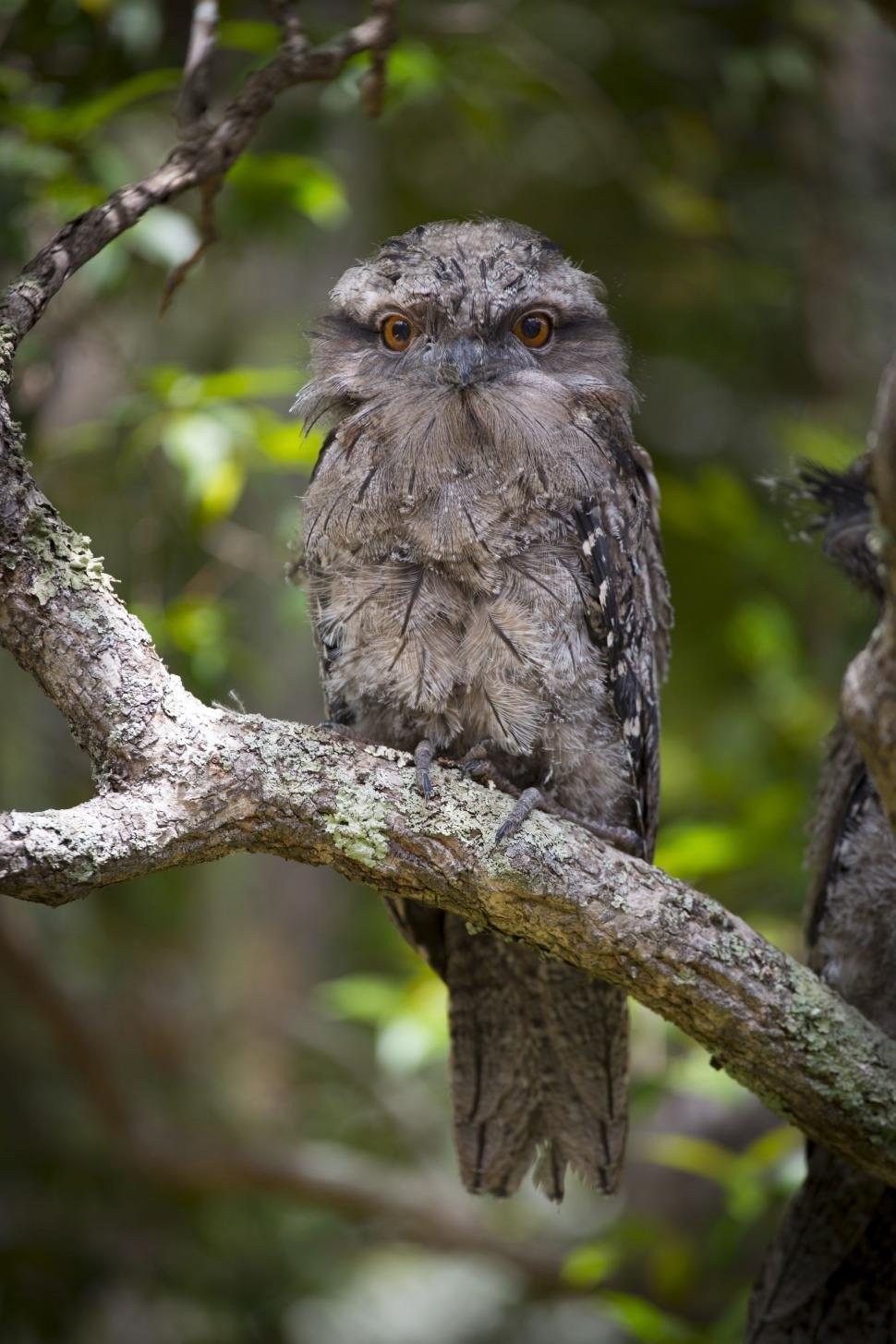 Free Image of Little owl 