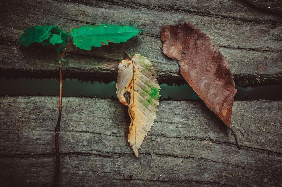 Free Image of Painted Leaves  