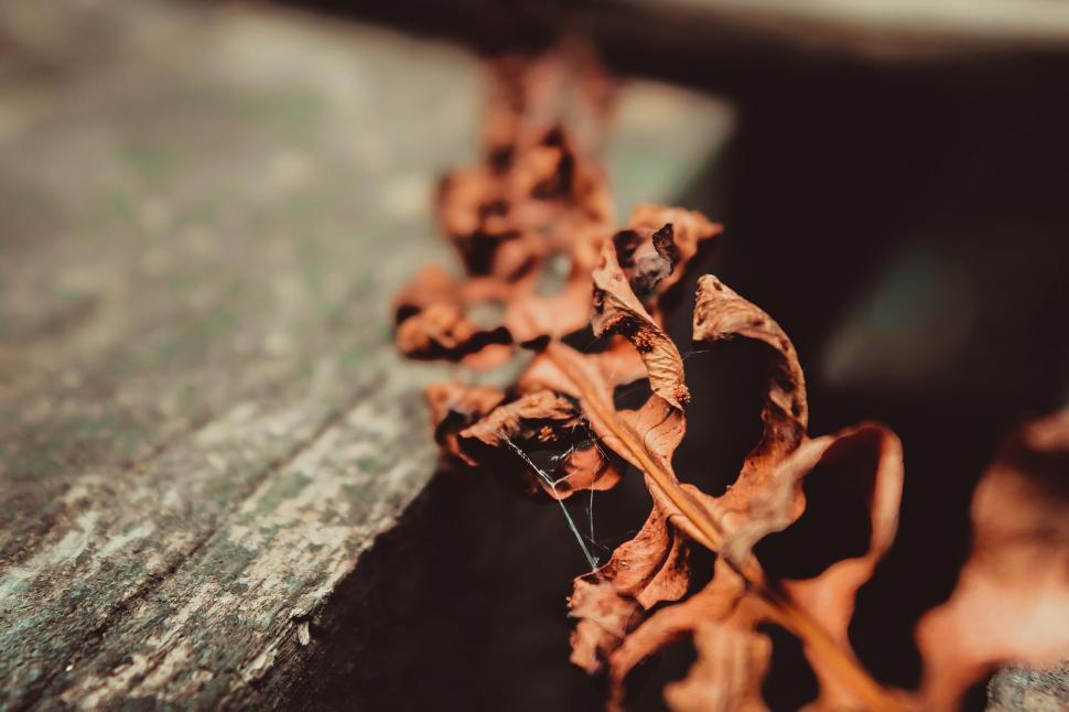 Free Stock Photo of Dried leaves background