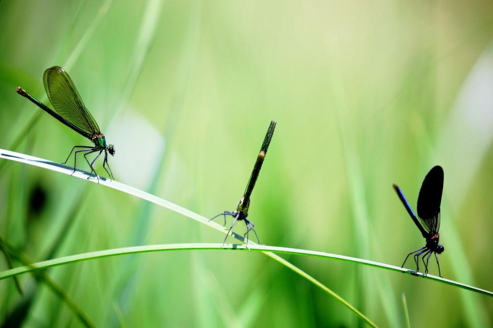 Free Image of Three Damselflies 