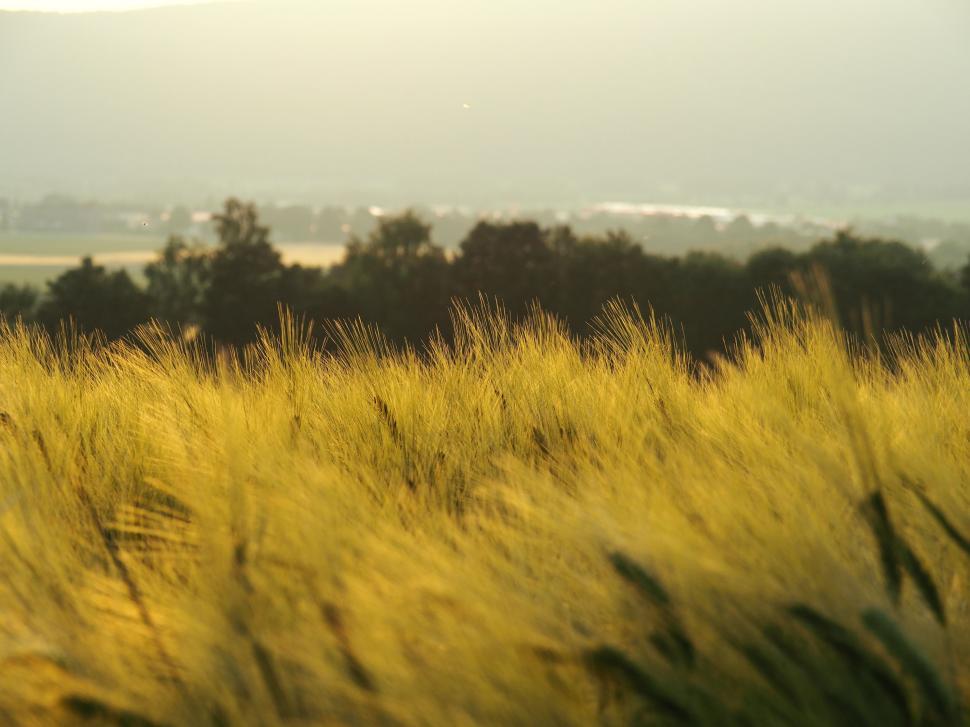 Free Image of Wheat Grass in Wind  