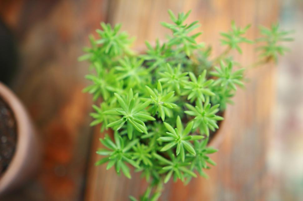 Free Image of Green Leaves Plant  