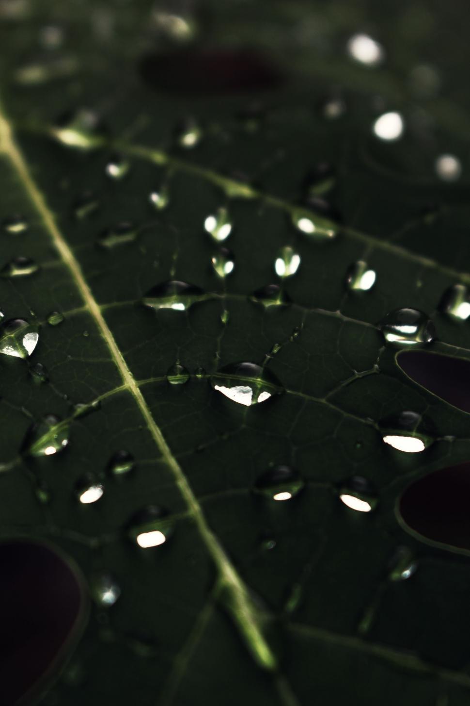 Free Image of Raindrops  