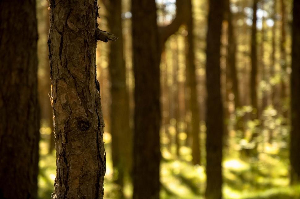 Free Image of Pine bark 