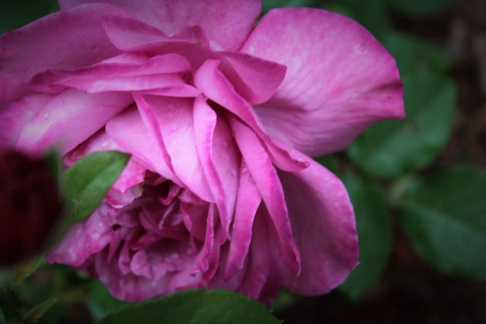 Free Image of Pink Rose with Green Leaves  