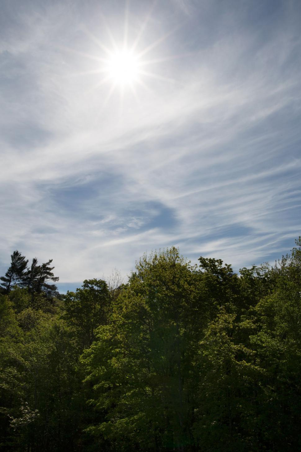 Free Image of Trees and Sun with clouds  