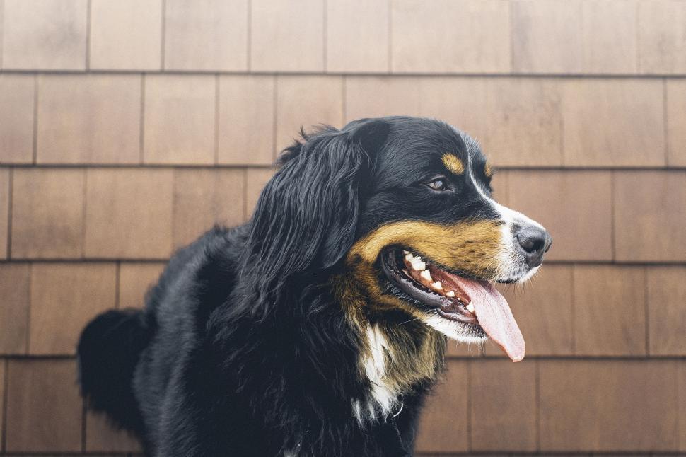 Free Image of Black Dog (Animal) 