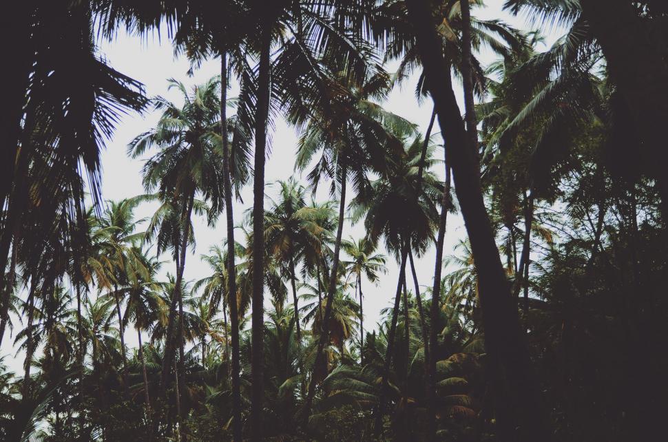 Free Image of Palm Trees  