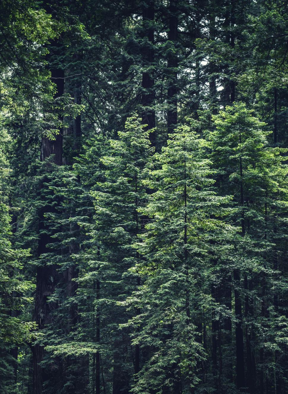 Free Stock Photo of Long Trees Download Free Images and Free
