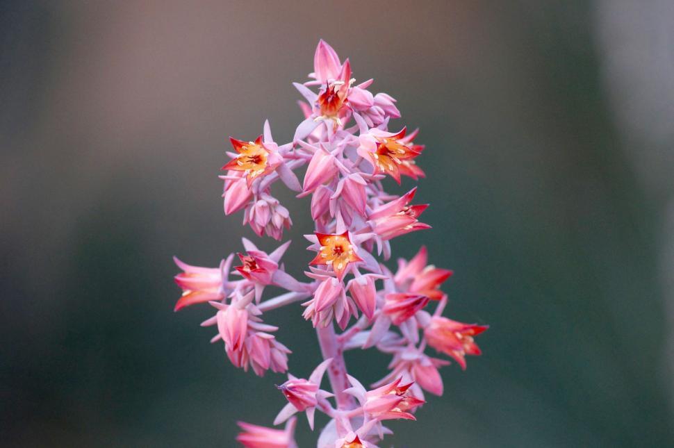 Free Image of Tiny Pink Flowers  