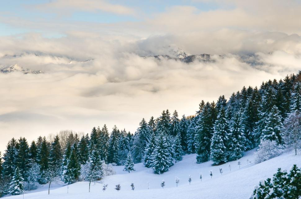 Free Image of Fir Trees in Snow  