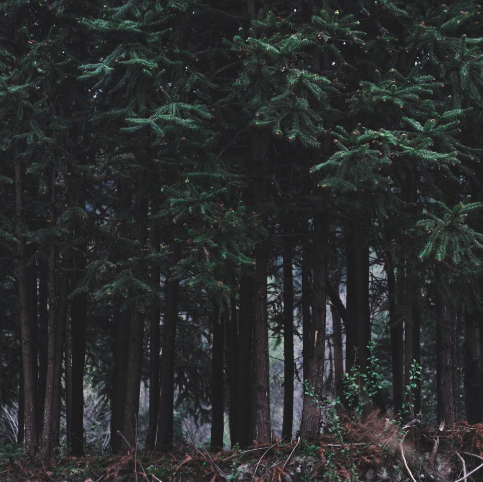 Free Image of Pine trees 