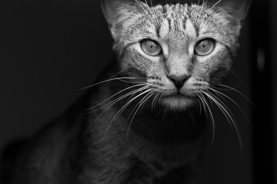 Free Image of Cat Whiskers  