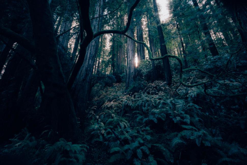 Free Image of Forest Trees and Sunlight  