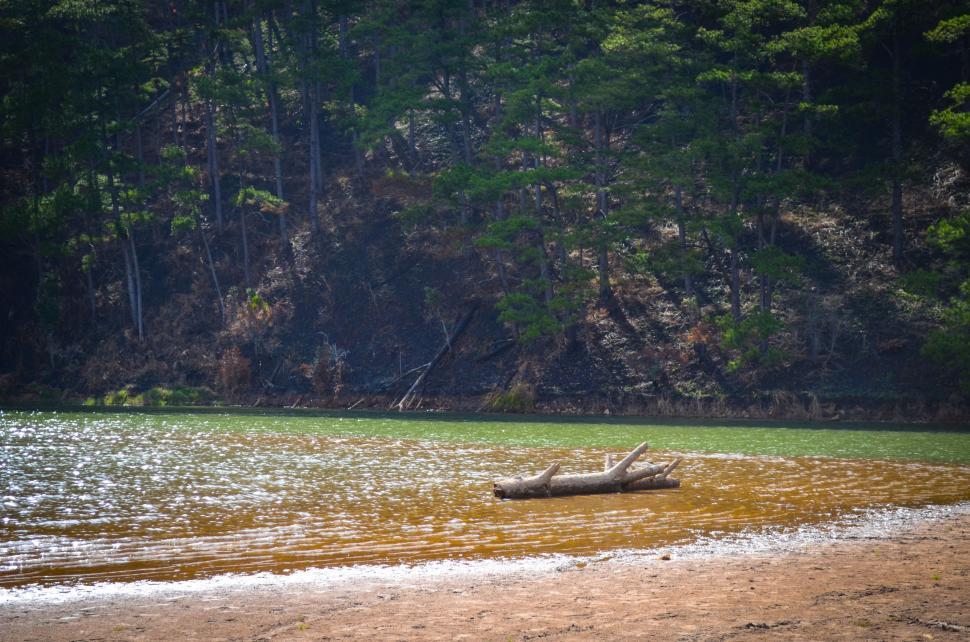 Free Image of Lake and pine trees  