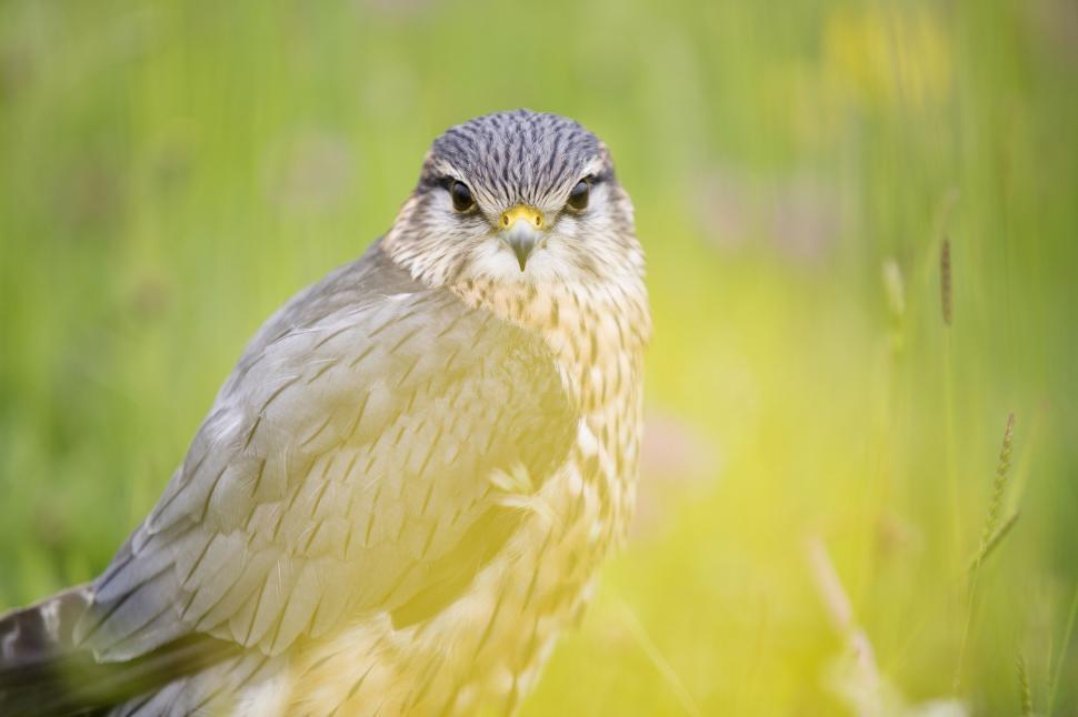 Free Image of Out of focus view of bird  