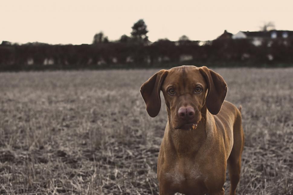 Free Image of Brown Dog - Eye contact  