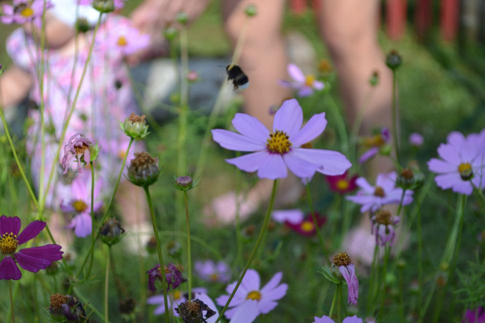 Free Image of Bumblebee (insect)  