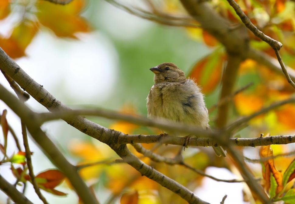 Free Image of One Old World sparrow 