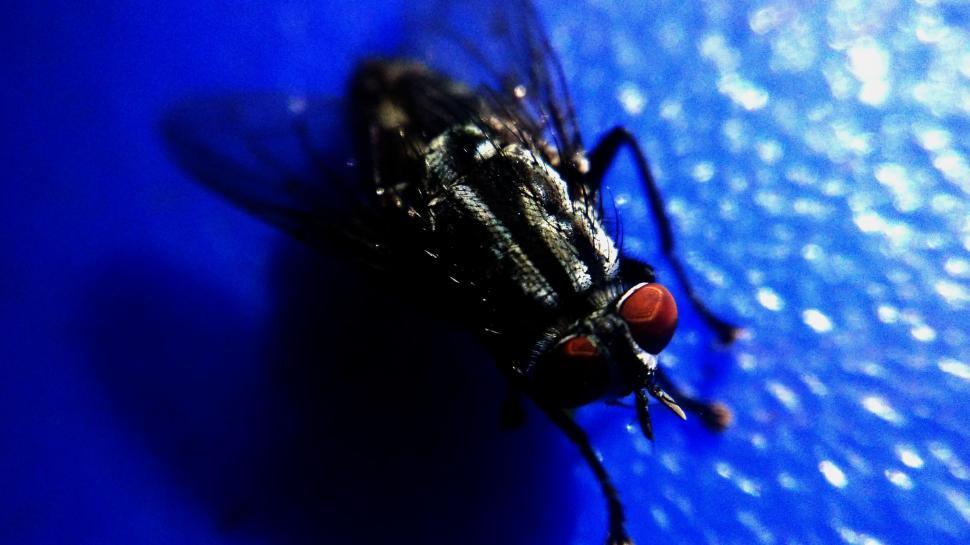 Free Image of Black fly 